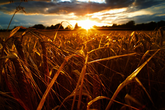 wheat_field_freston_sunset.jpg