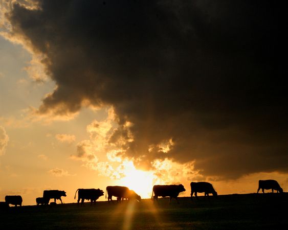 NG-Danielle_Dupree-cows-pasture-texas.jpg
